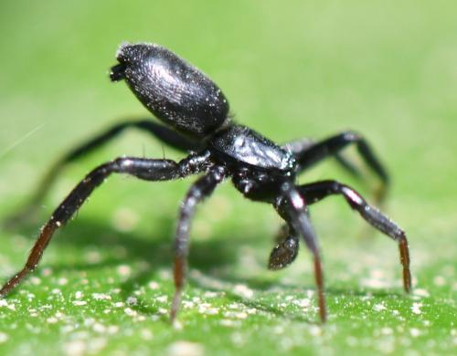 Drassyllus sp.